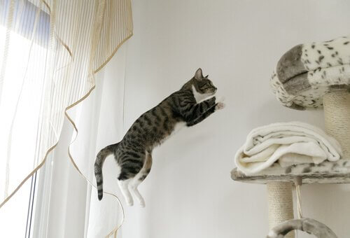Gato saltando para arranhador