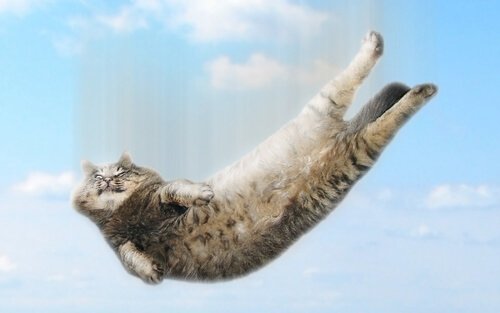 Você conhece a síndrome do gato paraquedista?