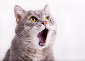 Os gatos podem perder a voz?