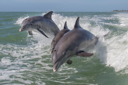 Golfinhos livres saltando no mar
