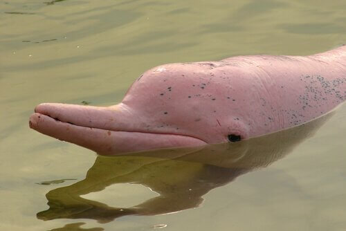 golfinho do rio Amazonas: o boto rosa