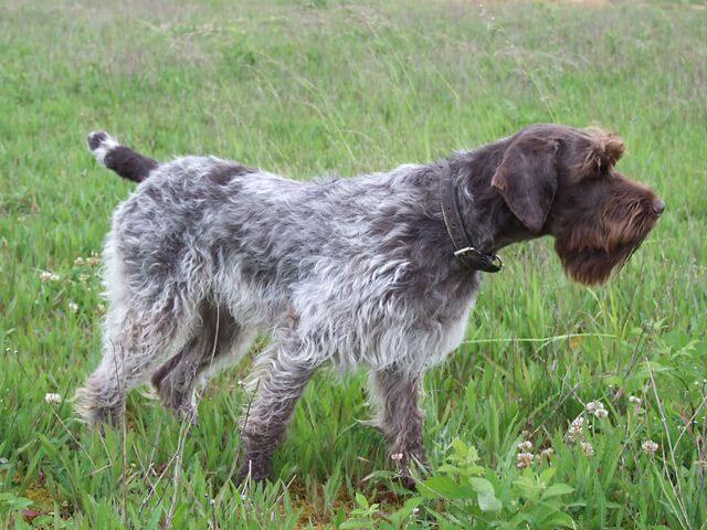 Griffon boêmio de pelo duro
