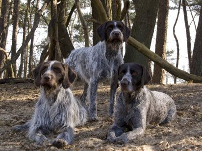 Griffon Boêmio de Pelo Duro