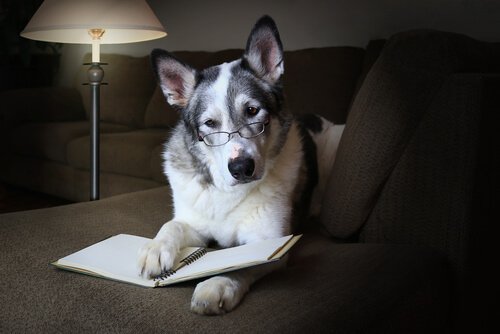 Cachorro de óculos e com livro: saiba curiosidades científicas sobre eles