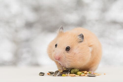 hamster comendo grãos