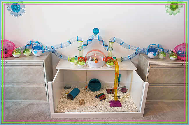 Enriquecimento ambiental hamster