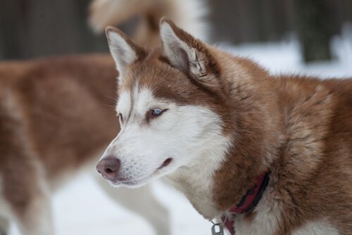 Husky siberiano