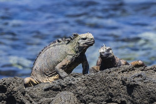 iguana marinha