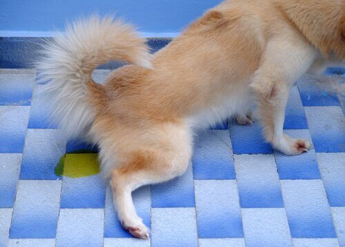 Cachorro fazendo xixi fora do lugar
