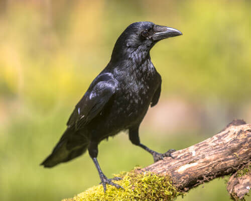 A inteligência dos corvos
