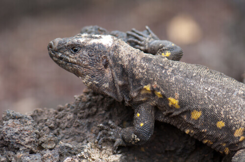 animais vivem nas Ilhas Canárias: lagarto gigante de El Hierro