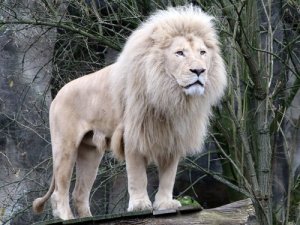 5 animais selvagens que você nunca viu
