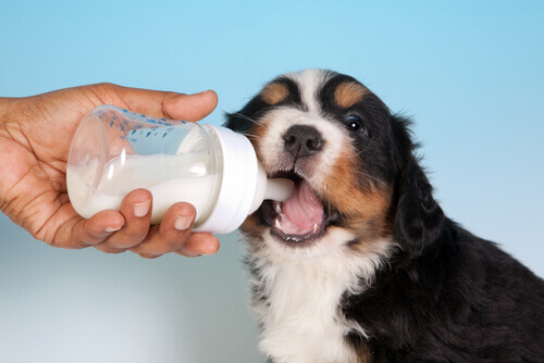 Filhote de cachorro tomando leite na mamadeira