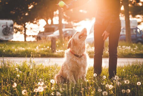 cão no parque