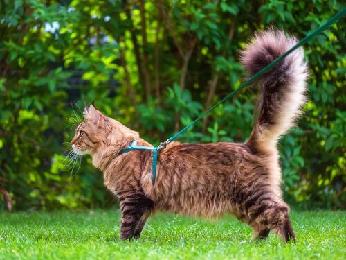 A linguagem da cauda dos gatos