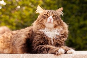 As 5 maiores raças de gatos