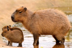 As 5 maiores espécies de roedores da natureza
