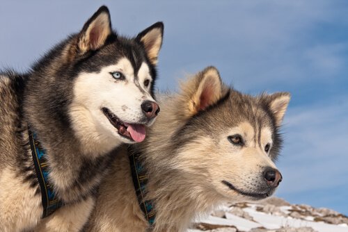 Diferenças entre o Malamute do Alasca e o Husky Siberiano