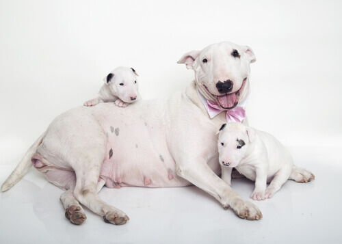 Cachorra com dois filhotes