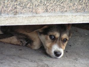 Como lidar com o medo de tempestades dos cães