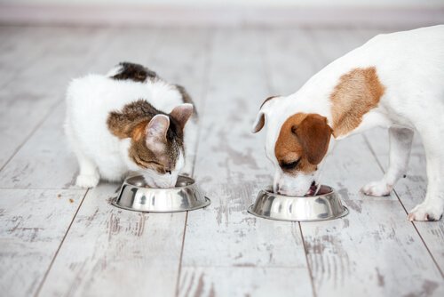 alimentação de qualidade para cães