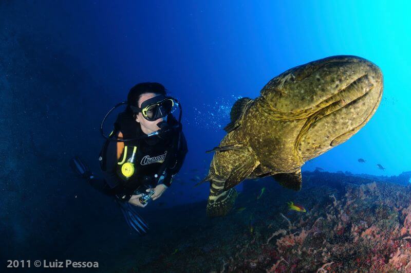 Mergulhador com mero