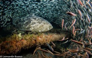 Campanha busca preservar os peixes meros