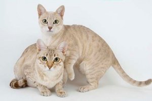 Mist australiano, um gatinho muito sociável e miador