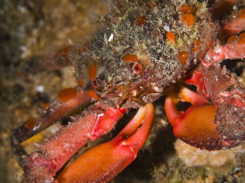 Moluscos e crustáceos