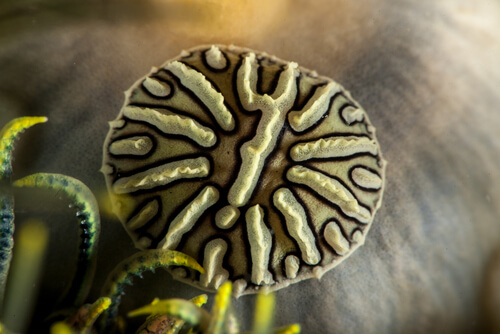 Myzostomidas anelídeos