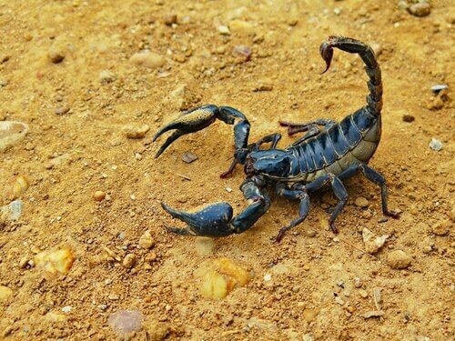O veneno do escorpião é mortal?