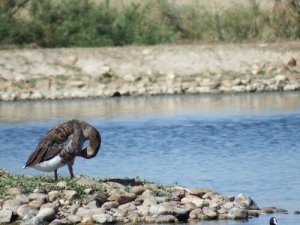 8 dicas para observar a vida selvagem