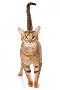 Gato Serengeti, um gatinho de aparência selvagem