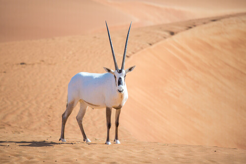 Oryx