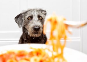 Cães podem comer massa?