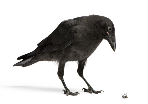 inteligência dos corvos