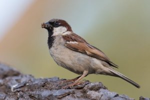 Quantas aves não migratórias existem?