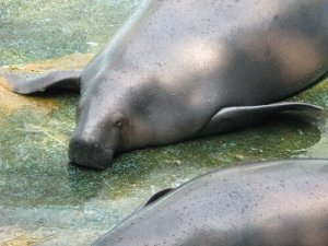 Conheça estas 5 espécies do rio Amazonas