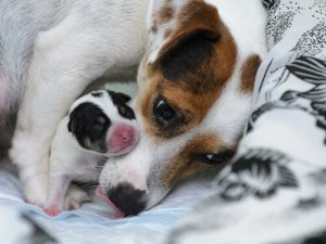 Como remover pulgas e parasitas de fêmeas grávidas