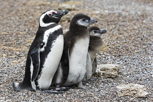 animais da Patagônia: pinguins de Magalhães