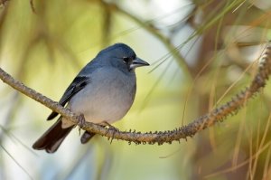 Que animais vivem nas Ilhas Canárias?