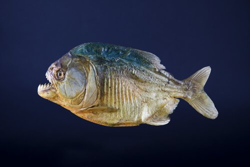 piranha