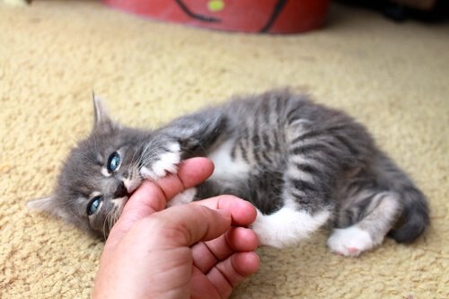 Filhote de gato mordendo dedo