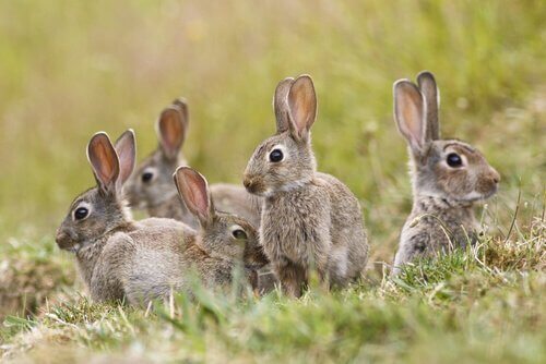 coelhos no campo