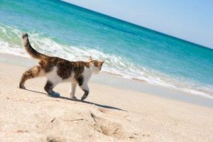 Existem praias para gatos?