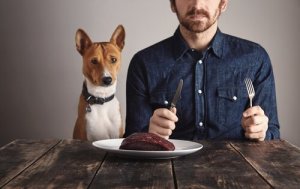 A importância das proteínas para os cães
