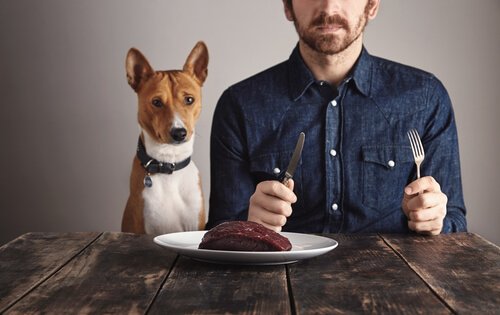 A importância das proteínas para os cães