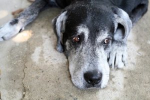 Quanto tempo vive um cão?