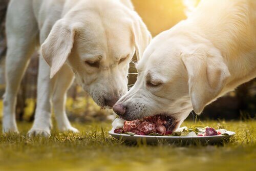 Filhotes de cachorro comendo carne