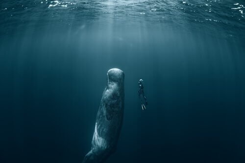 baleia cachalote 